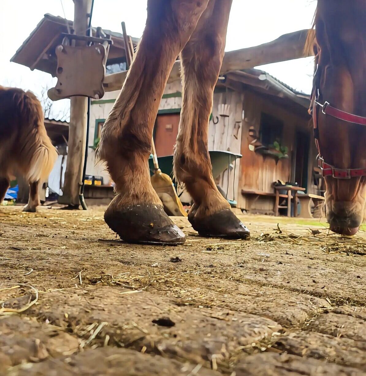 Horse hoof before first trim showing high heels and weak frog function