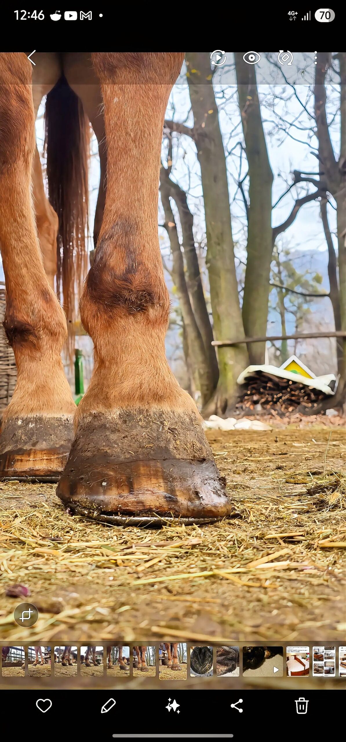 Front view of horse hoof before first trim
