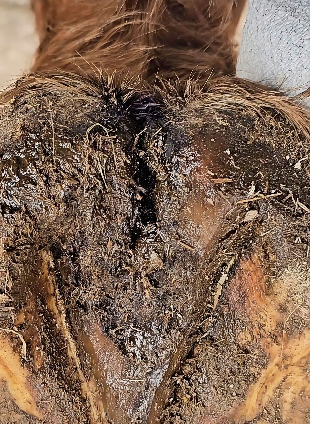 Close-up of frog before second trim with persistent sulcus thrush