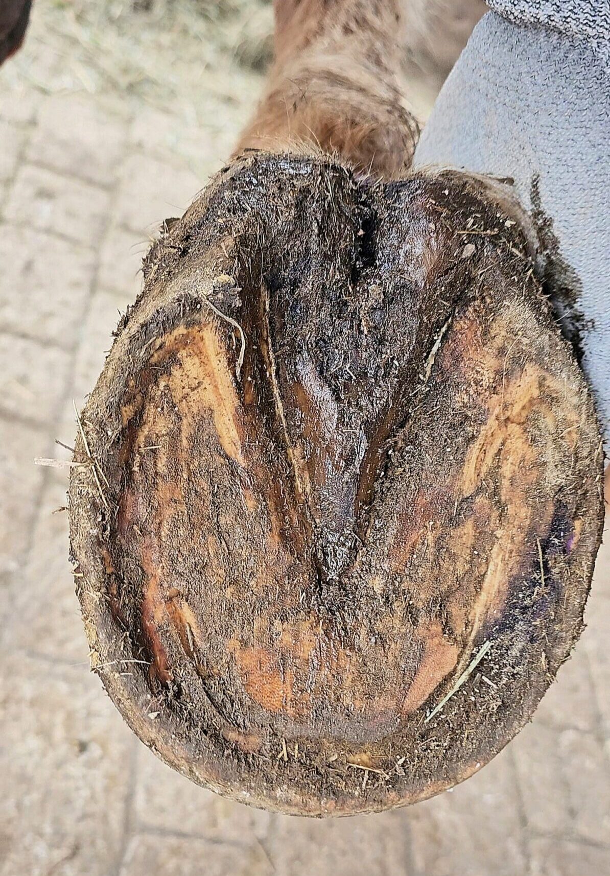 Hoof before second trim showing lower heels but ongoing thrush