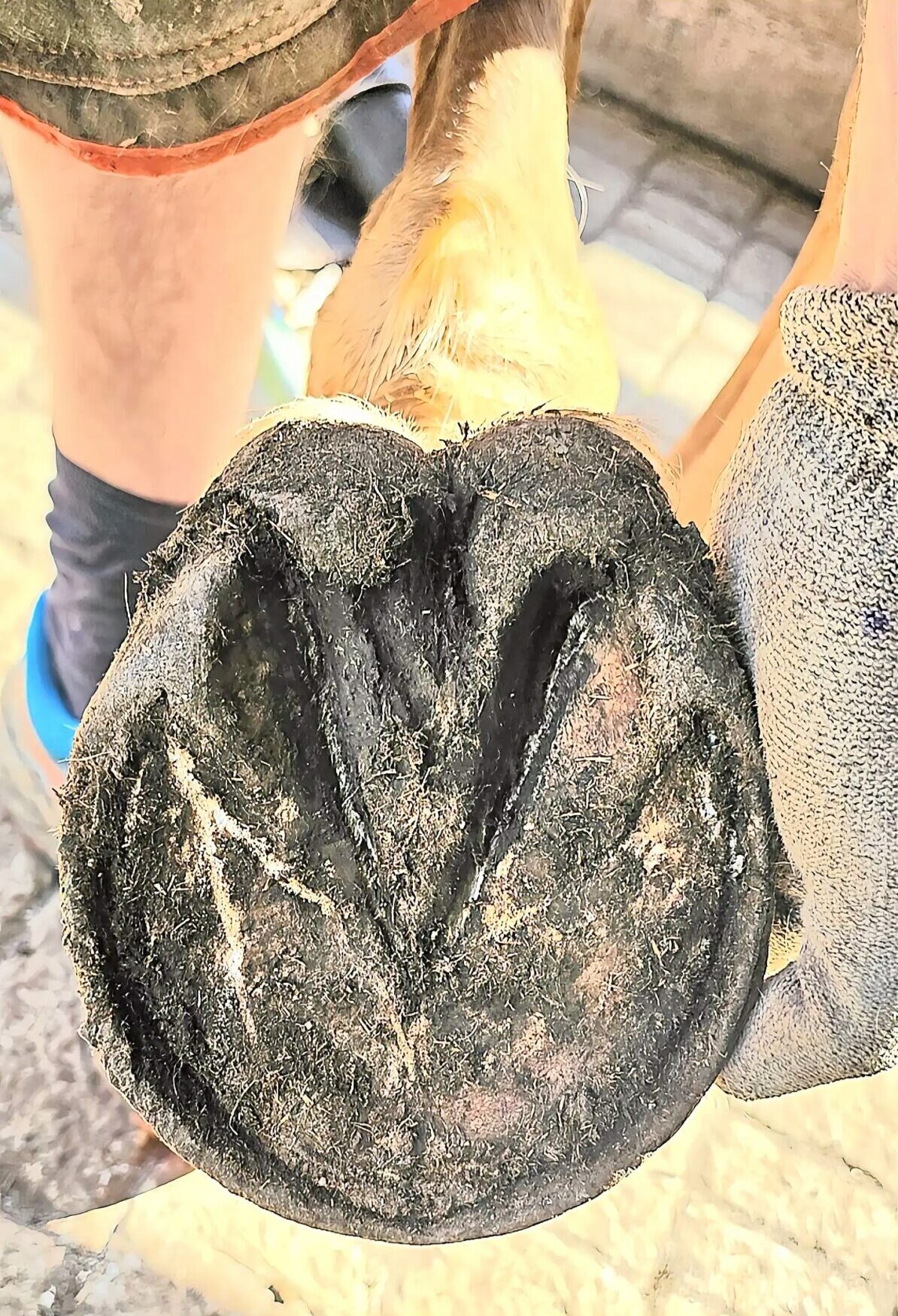 Hoof before third trim showing healthier frog and more compact shape