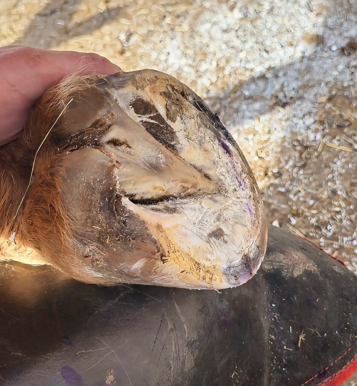 Recovered horse hoof showing healthy frog and balanced heels